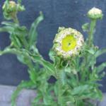 Leucanthemum x superbum 'Victorian Secret' - Margriet