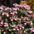 Hydrangea  serrata  'Spreading Beauty'