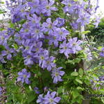 Clematis viticella 'Prince Charles' - Bosrank