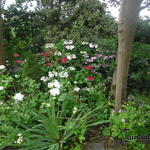 Hydrangea - Hortensia