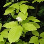 Cornus alba 'Aurea' - Witte kornoelje - Cornus alba 'Aurea'