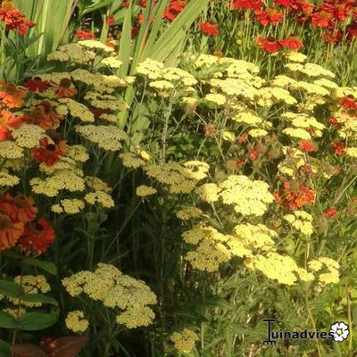 Duizendblad - Achillea filipendulina 'Credo'