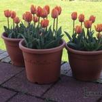 Tulipa 'Prinses Irene'  - Tulp