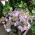 Hydrangea macrophylla FLAIR & FLAVOUR 'Blueberry Cheesecake'
