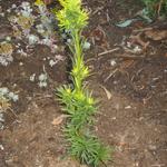 Venijnboom - Taxus baccata 'David'