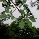 Quercus robur - Zomereik - Quercus robur