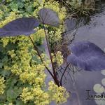 Olifantenoor - Colocasia esculenta 'Black Magic'