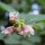 Symphoricarpos albus