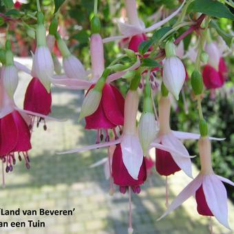 Fuchsia 'Land van Beveren'
