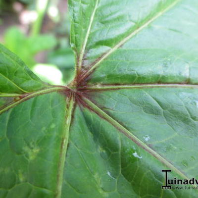 Grote kaasjeskruid - Malva sylvestris subsp. mauritanica