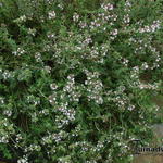 Thymus vulgaris 'Deutscher Winter' - Duitse tijm