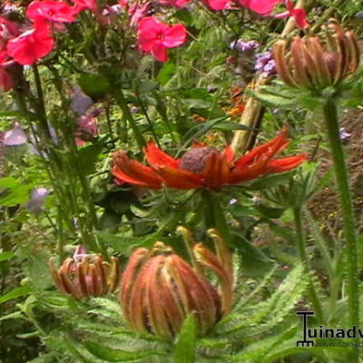 Zonnehoed - Rudbeckia hirta 'Cherry Brandy'