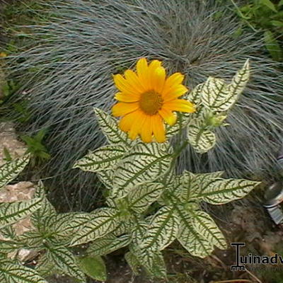 Zonneoog - Heliopsis helianthoides 'Summer pink'