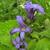 Clematis heracleifolia ‘Purple Princess’