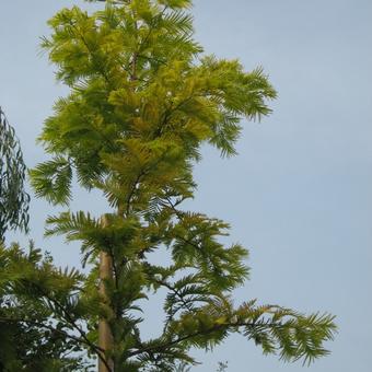 Metasequoia glyptostroboides 'Goldrush'