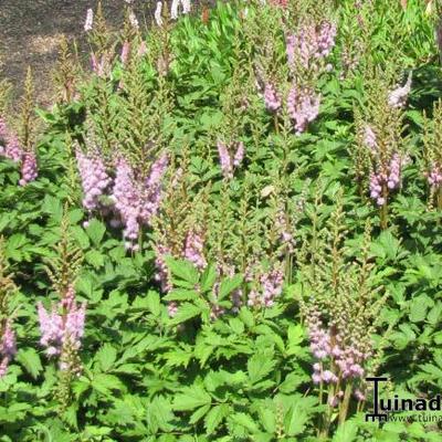 Pluimspirea - Astilbe japonica 'Rheinland'