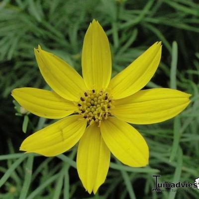 Meisjesogen - Coreopsis verticillata