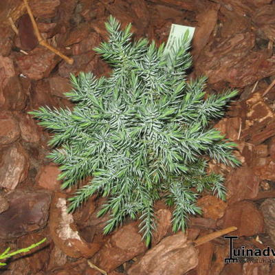 Juniperus chinensis 'Stricta' - Chinese jeneverbes
