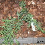 Juniperus sabina 'Rockery Gem' - Sabijnse jeneverbes, Zevenboom