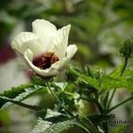 Hibiscus cannabinus - Hennepbladstokroos
