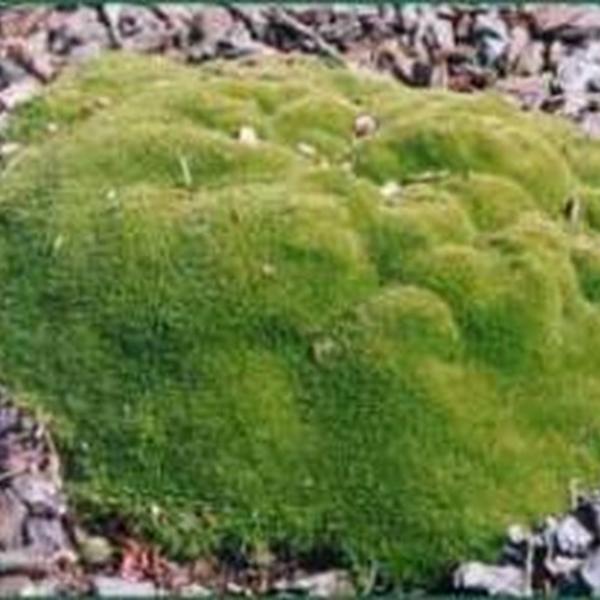 Redding Oordeel taart Nieuw-Zeelands mos - Scleranthus uniflorus - Vaste planten - Planten online  kopen | Tuinadvies