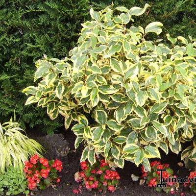 Olijfwilg - Elaeagnus x ebbingei 'Gilt Edge'