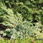 Juniperus chinensis ‘Blue Alps’ - Chinese jeneverbes