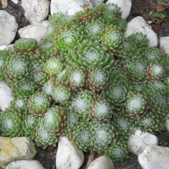 Sempervivum arachnoideum var. Tomentosum