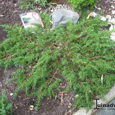 Jeneverbes - Juniperus communis 'Green Carpet'