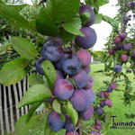Prunus domestica 'Bleue de Belgique' - Pruimelaar