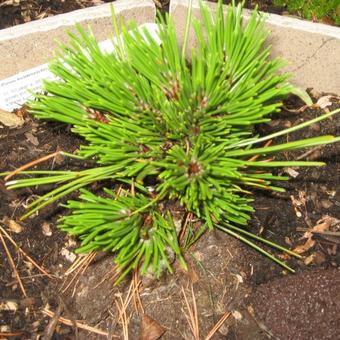 Pinus heldreichii 'Schmidtii'