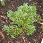 Pinus aristata - Pijnboom, naaldenden