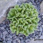 Limonium bellidifolium - Lamsoor, Statice