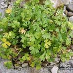 Ranunculus alpestris - Alpenranonkel