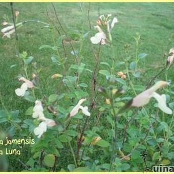 Salvia x jamensis 'La Luna'