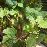 Vitis vinifera 'Muscat of Alexandria' - Muskaatdruif, witte druif