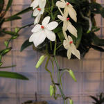 Aerangis rhodosticta - Orchidee