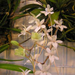Aerangis mystacidii  - Orchidee