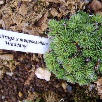 Saxifraga x megaseaeflora 'Hradcany'