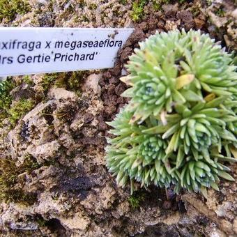 Saxifraga x megaseaeflora 'Mrs Gertie Prichard'