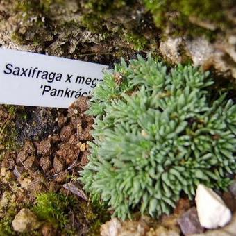 Saxifraga x megaseaeflora 'Pankrác'