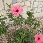 Hibiscus syriacus ‘Melrose’ - Altheastruik