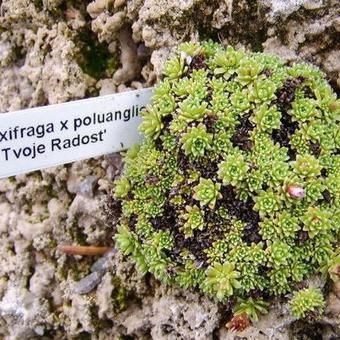 Saxifraga x poluanglica 'Tvoje Radost'