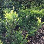 Ilex crenata ‘Green Hedge’ - Japanse hulst