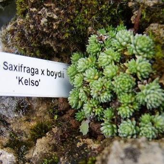 Saxifraga x boydii 'Kelso'