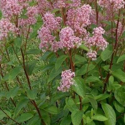 Amerikaanse sering - Ceanothus x pallidus 'Marie Simon'