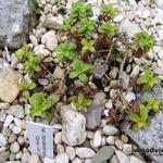 Penstemon rupicola 'Conwy Lilac' - Rotsslangekop