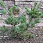 Pinus parviflora ‘Negishi’ - Japanse pijnboom