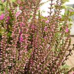 Calluna vulgaris BEAUTY LADIES 'Sharon' - Dopheide / zomerheide / struikheide / bezemheide