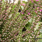 Calluna vulgaris 'Sharon'  - Dopheide / zomerheide / struikheide / bezemheide